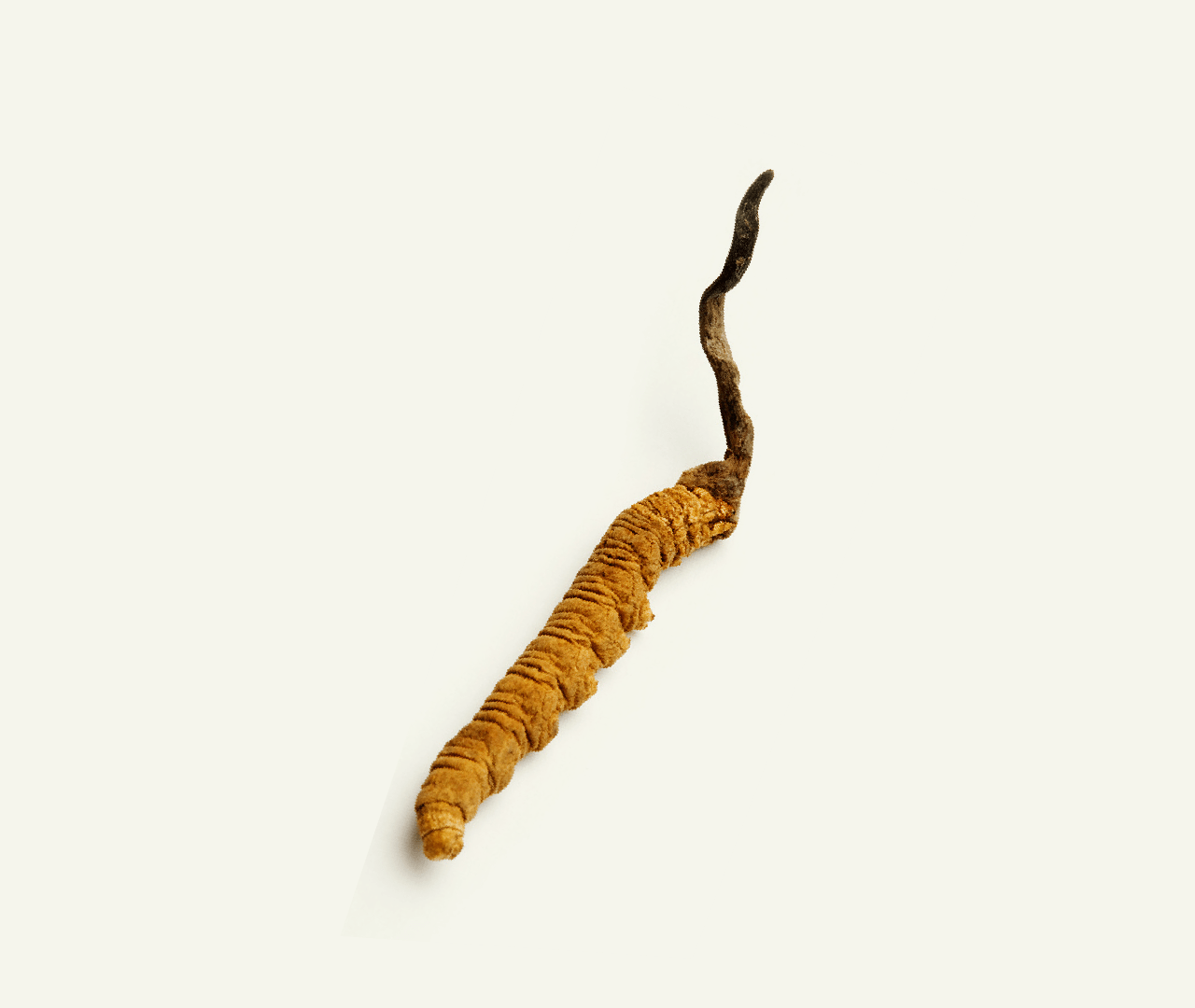 岗切野生冬虫夏草